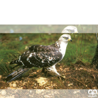 گونه سارگپه جنگلی European Honey Buzzard